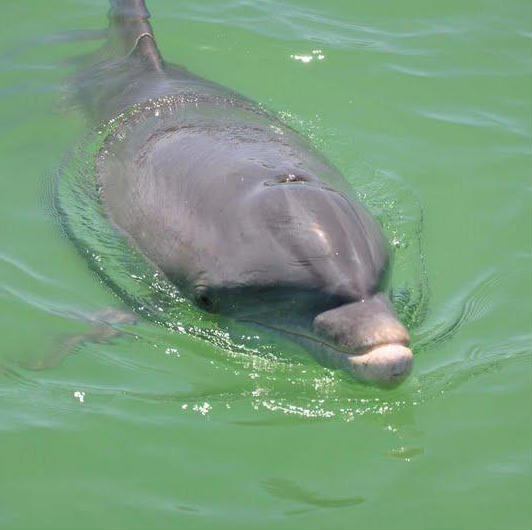 Fort Myers vacation rentals near Fort Myers Beach and Southwest Florida attractions